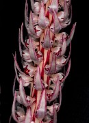 Allotropa virgata - Candy Stripe 16-9616